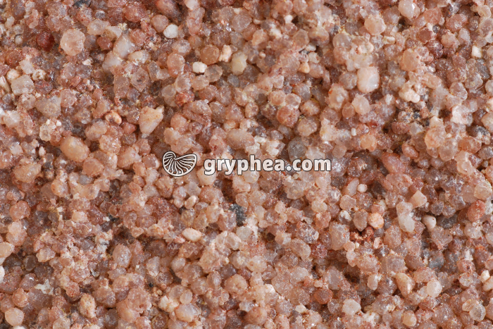 Grès rose des Vosges - gryphea.org